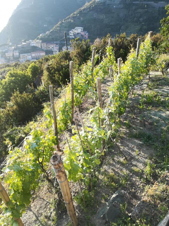 Affittacamere Le Oche Riomaggiore Ngoại thất bức ảnh